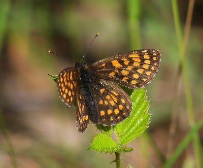 Bosparelmoervlinder - Heath Fritillary
