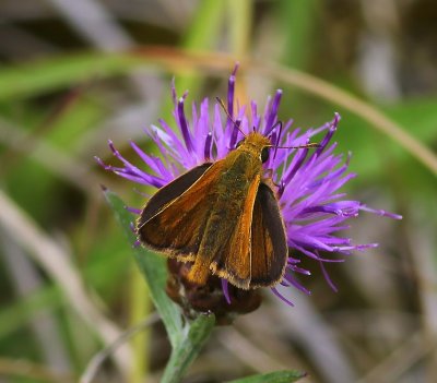 Dwergdikkopje - Lulworth Skipper