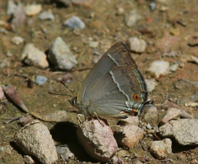 Eikenpage - Purple Hairstreak