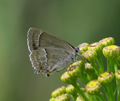 Eikenpage - Purple Hairstreak