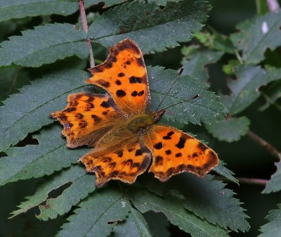 Gehakkelde Aurelia - Comma Butterfly