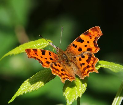 Gehakkelde Aurelia - Comma Butterfly