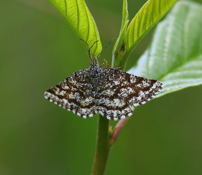 Gewone Heispanner - Common Heath