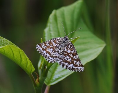 Gewone Heispanner - Common Heath