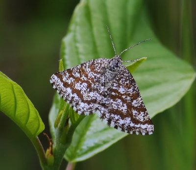 Gewone Heispanner - Common Heath