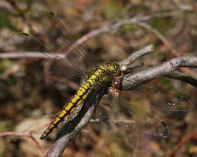 Gewone Oeverlibel - Black-tailed Skimmer