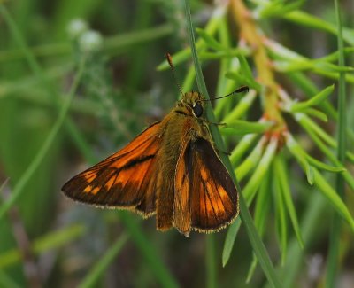 Groot Dikkopje - Large Skipper