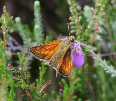 Groot Dikkopje - Large Skipper