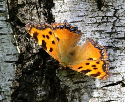 Grote Vos - Large Tortoiseshell