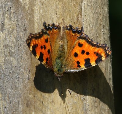 Grote Vos - Large Tortoiseshell