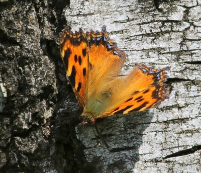 Grote Vos - Large Tortoiseshell