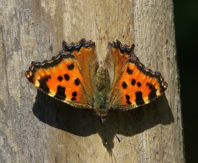 Grote Vos - Large Tortoiseshell