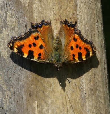 Grote Vos - Large Tortoiseshell