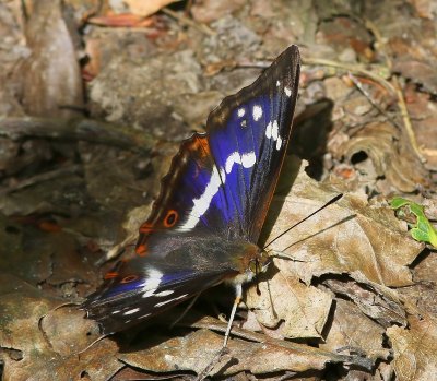Grote Weerschijnvlinder - Purple Emperor