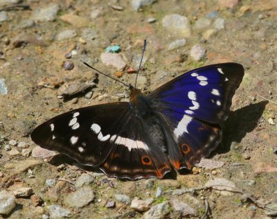 Grote Weerschijnvlinder - Purple Emperor