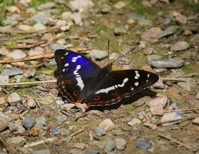 Grote Weerschijnvlinder - Purple Emperor