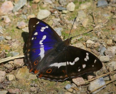 Grote Weerschijnvlinder - Purple Emperor