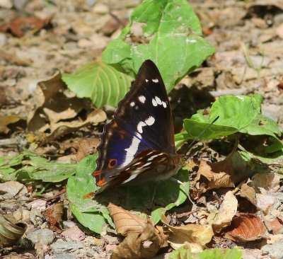 Grote Weerschijnvlinder - Purple Emperor