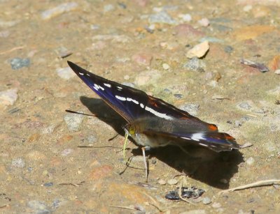 Grote Weerschijnvlinder - Purple Emperor
