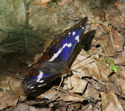 Grote Weerschijnvlinder - Purple Emperor