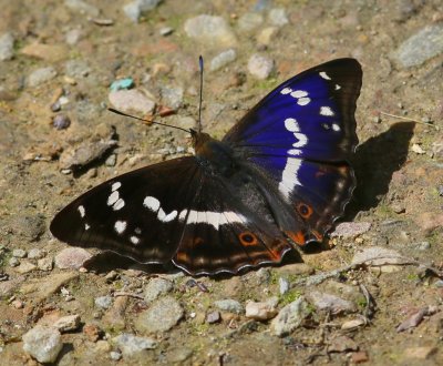 Grote Weerschijnvlinder - Purple Emperor