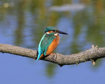 IJsvogel - Common Kingfisher