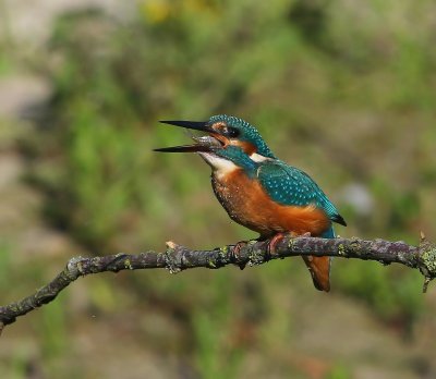 IJsvogel - Common Kingfisher