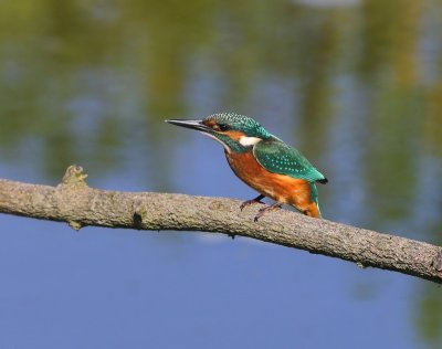 IJsvogel - Common Kingfisher