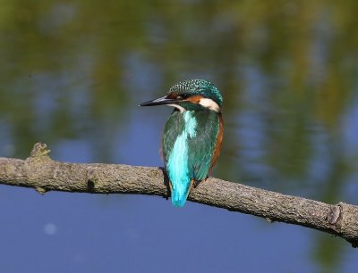 IJsvogel - Common Kingfisher
