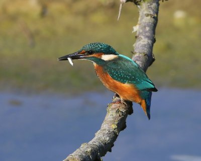 IJsvogel - Common Kingfisher