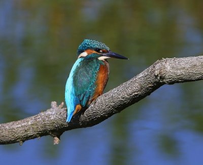 IJsvogel - Common Kingfisher