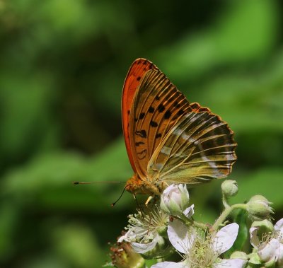 Keizersmantel - Silver-washed Fritillary