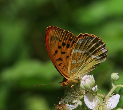 Keizersmantel - Silver-washed Fritillary