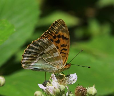 Keizersmantel - Silver-washed Fritillary