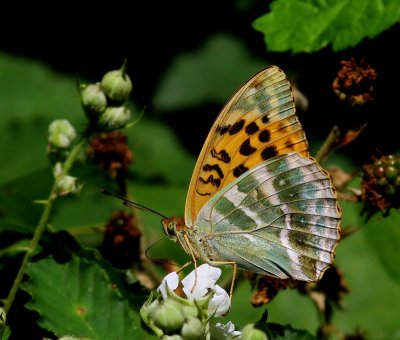 Keizersmantel - Silver-washed Fritillary