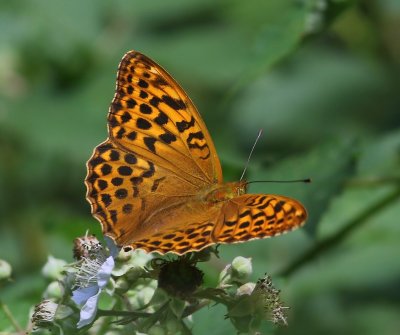 Keizersmantel - Silver-washed Fritillary