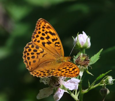 Keizersmantel - Silver-washed Fritillary