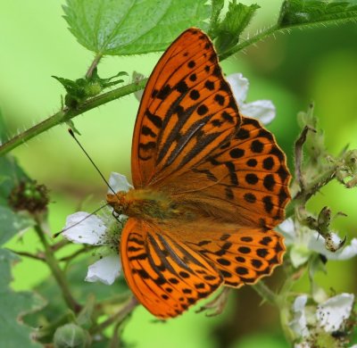 Keizersmantel - Silver-washed Fritillary