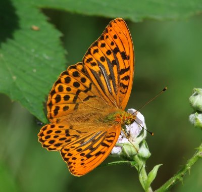 Keizersmantel - Silver-washed Fritillary