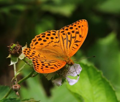 Keizersmantel - Silver-washed Fritillary