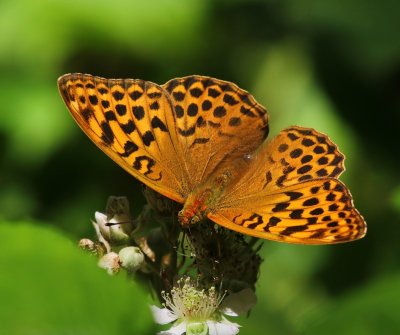 Keizersmantel - Silver-washed Fritillary