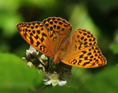 Keizersmantel - Silver-washed Fritillary