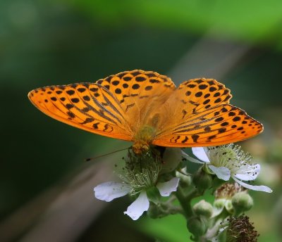 Keizersmantel - Silver-washed Fritillary