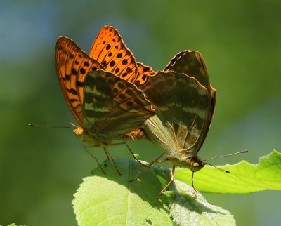 Keizersmantels - Silver-washed Fritillaries