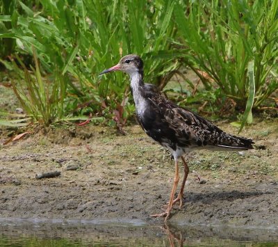 Kemphaan - Ruff
