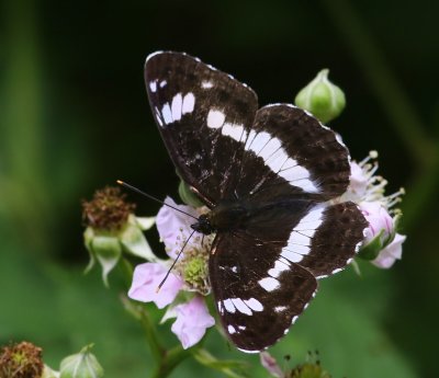 Kleine IJsvogelvlinder - White Admiral