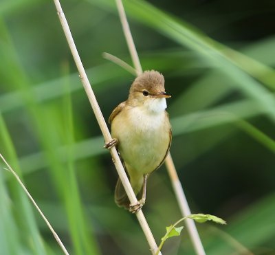 Kleine Karekiet - European Reed Warbler