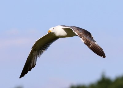 Kleine Mantelmeeuw - Lesser Black-backed Gull