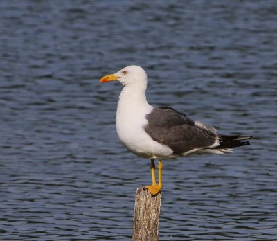 Kleine Mantelmeeuw - Lesser Black-backed Gull