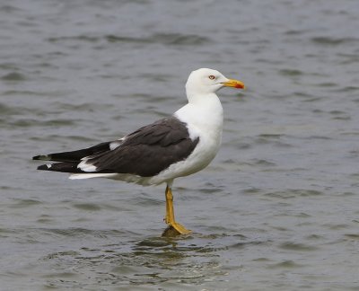 Kleine Mantelmeeuw - Lesser Black-backed Gull